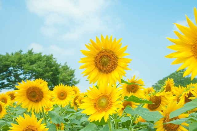 夏の終わりに想いを馳せて